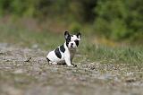 BOULEDOGUE FRANCAIS 394